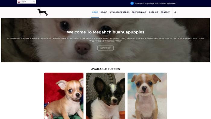 Megahchihuahuapuppies.com - Chihuahua Puppy Scam Review