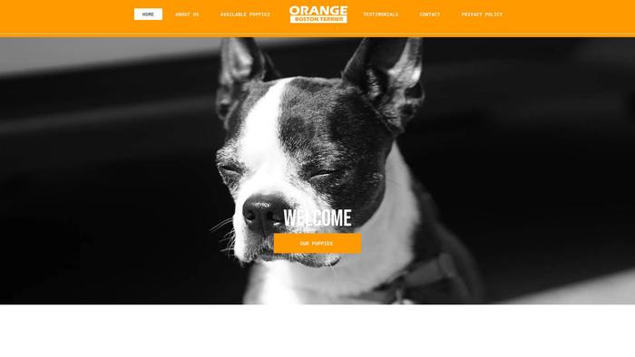 Orangebostonterrierpuppies.com - Terrier Puppy Scam Review