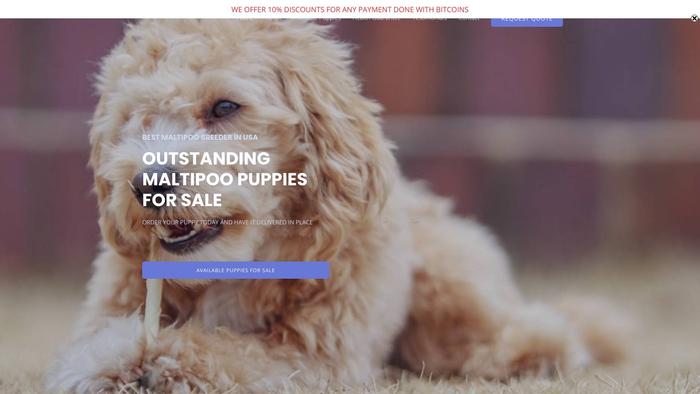 Outstandingmaltipoos.com - Maltipoo Puppy Scam Review