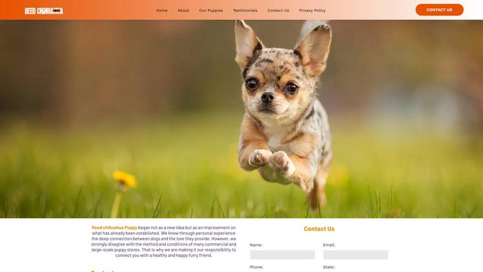 Reedchihuahuapuppy.com - Chihuahua Puppy Scam Review