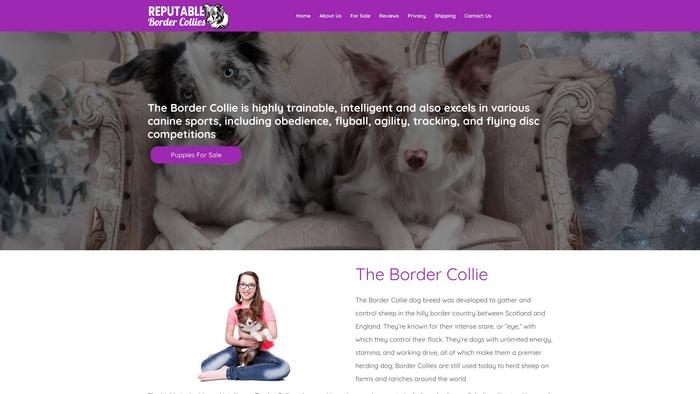 Reputablebordercollies.com - Bordercollie Puppy Scam Review