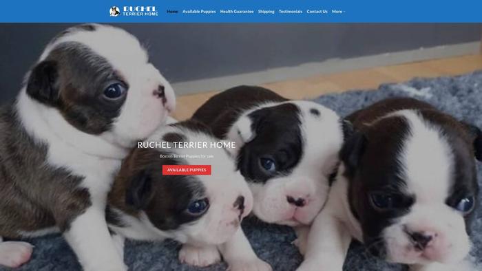 Ruchelterrierhome.com - Boston Terrier Puppy Scam Review