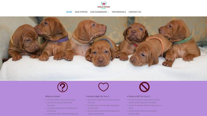 Vizslapuppieshome.com - Labrador Puppy Scam Review