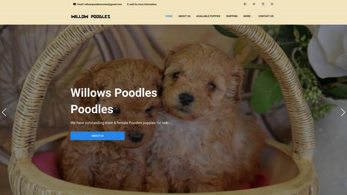 Willowpoodles.online - Poodle Puppy Scam Review