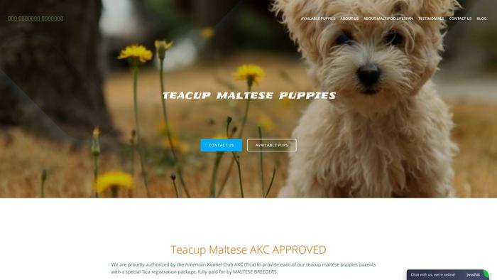 Akcmaltesepuppies.com - Maltese Puppy Scam Review