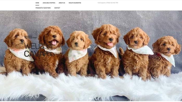 Albertscavapoofarm.site - Cavapoo Puppy Scam Review