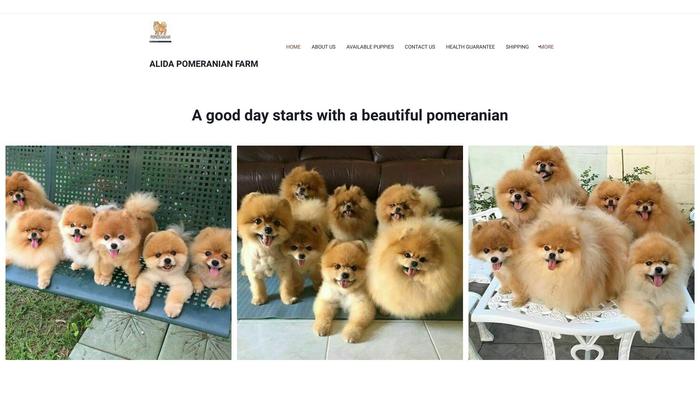 Alidapomeranianfarm.com - Pomeranian Puppy Scam Review