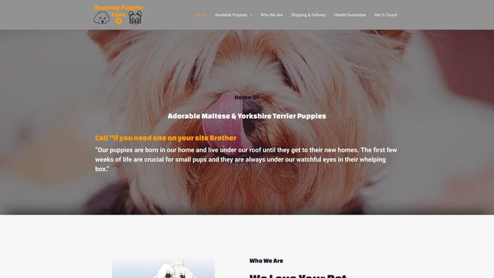 Amazingpuppiesfarm.com - Maltese Puppy Scam Review