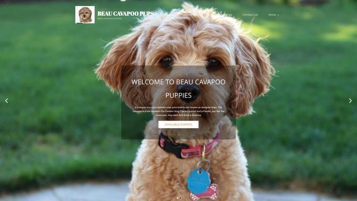 Beaucavapoopuppies.com - Cavapoo Puppy Scam Review