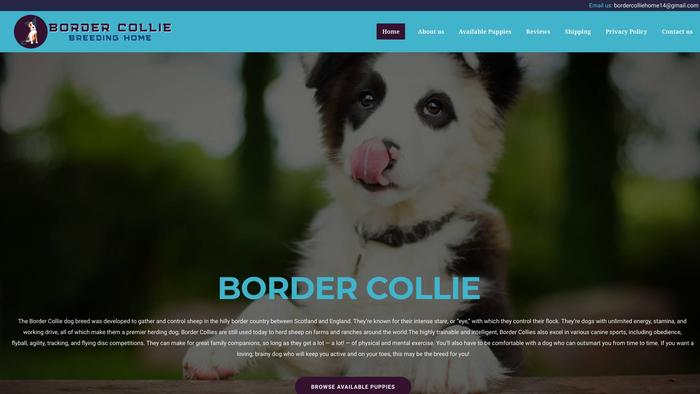 Bordercolliebreedinghome.com - Bordercollie Puppy Scam Review