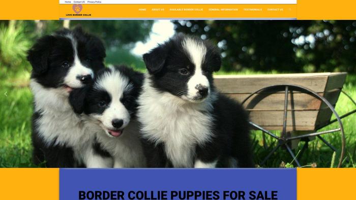 Bordercollieforyou.com - Bordercollie Puppy Scam Review