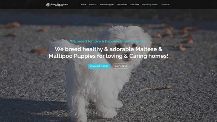 Brightmarvellouspuppies.com - Maltese Puppy Scam Review