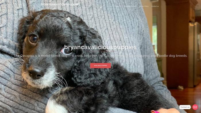 Bryancavaliciouspuppies.com - Cavalier King Charles Spaniel Puppy Scam Review