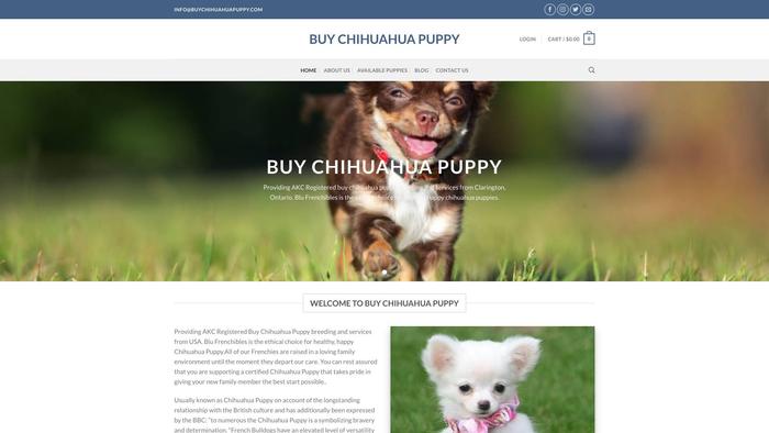 Buychihuahuapuppy.com - Chihuahua Puppy Scam Review