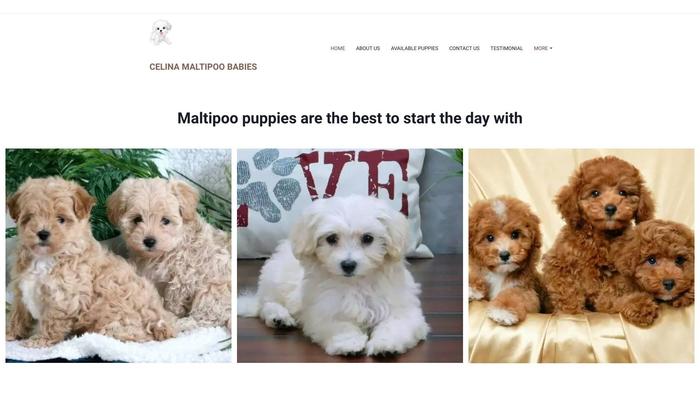 Celinamaltipoohome.com - Maltipoo Puppy Scam Review