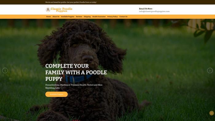 Classicpoodlepuppies.com - Poodle Puppy Scam Review