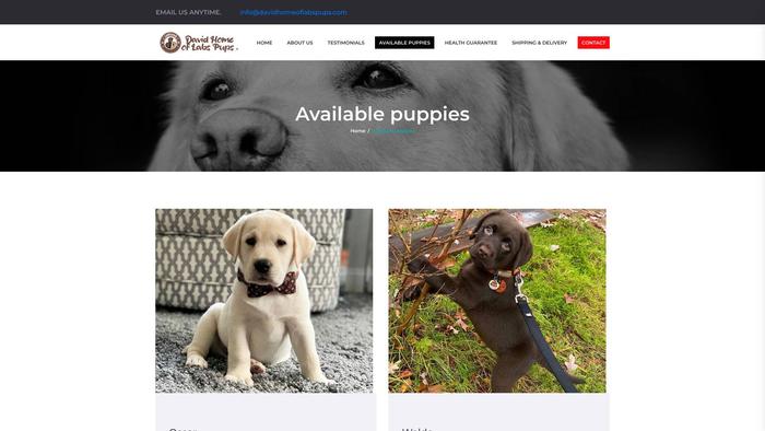 Davidhomeoflabspups.com - Labrador Puppy Scam Review