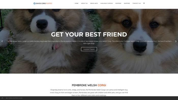 Davidscorgipups.com - Corgi Puppy Scam Review