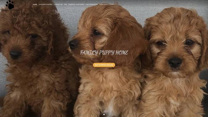 Familypuppyhome.com - Cavapoo Puppy Scam Review