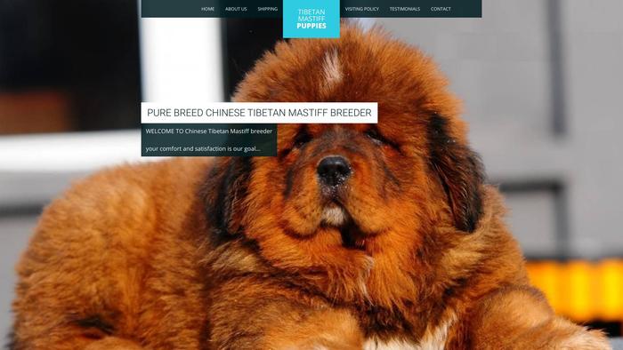 Familytibetanmastiff.site - Tibetan Mastiff Puppy Scam Review