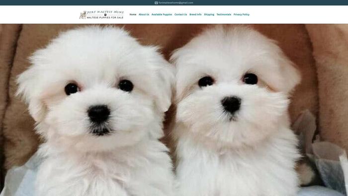 Fortmaltesehome.com - Maltese Puppy Scam Review