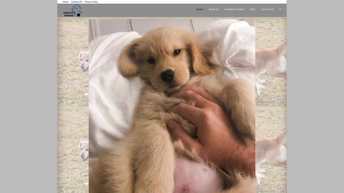 Goldenretrieverpups-socute.com - Golden Retriever Puppy Scam Review