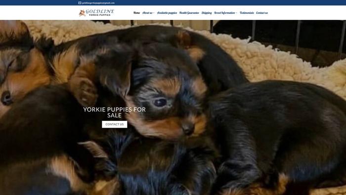 Goldlineyorkiepuppies.com - Yorkshire Terrier Puppy Scam Review