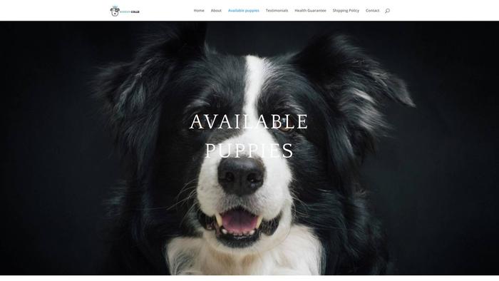 Healthybordercollie.com - Bordercollie Puppy Scam Review