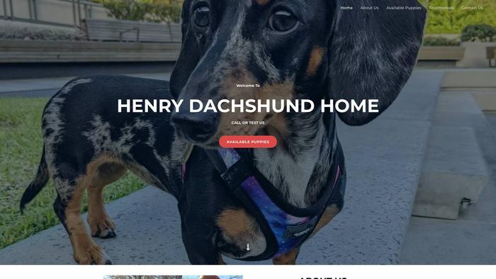 Henrydachshund.com - Dachshund Puppy Scam Review