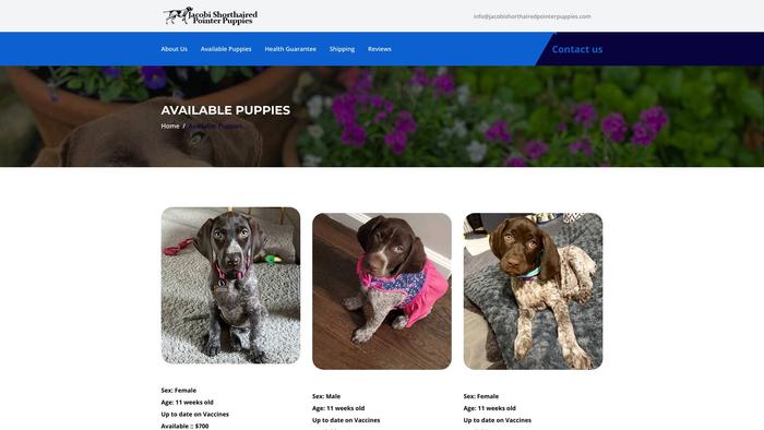 Jacobishorthairedpointerpuppies.com - British Shorthair Puppy Scam Review