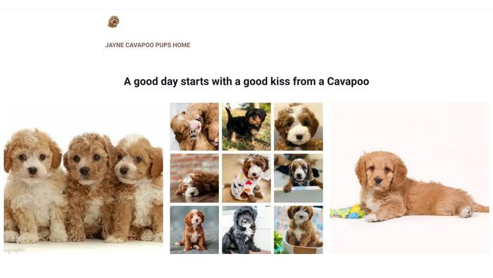 Jaynecavapoopups.com - Cavapoo Puppy Scam Review