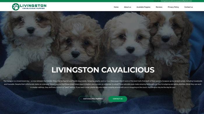 Livingstoncavaliciouspuppies.com - Cavapoo Puppy Scam Review