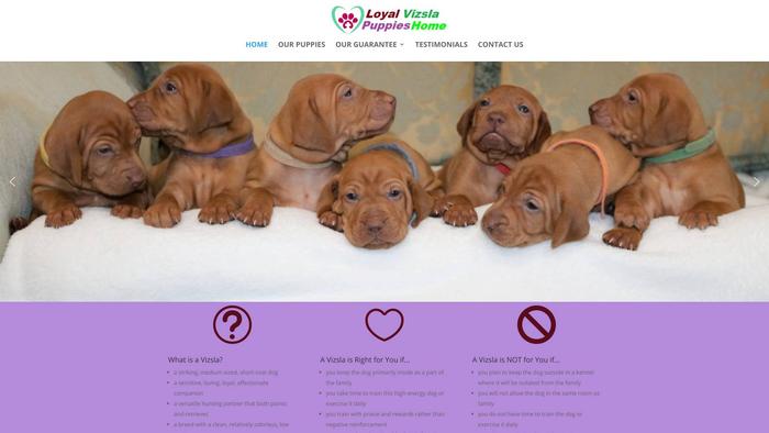 Loyalvizslapuppieshome.com - Labrador Puppy Scam Review