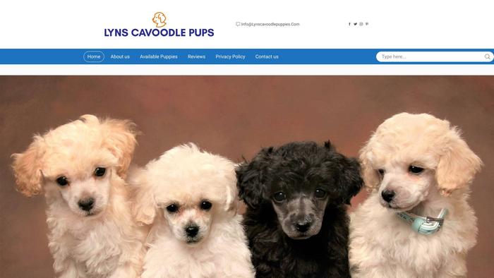 Lynscavoodlepuppies.com - Cavapoo Puppy Scam Review