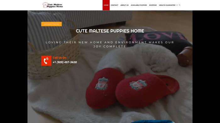 Maltesehome.dog - Maltese Puppy Scam Review