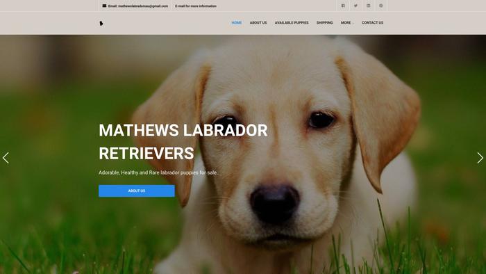 Mathewslabs-au.com - Labrador Puppy Scam Review