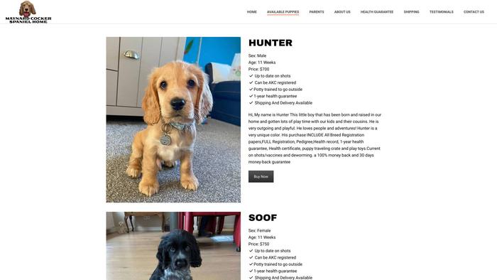 Maynardcockerspanielhome.com - Cockerspaniel Puppy Scam Review