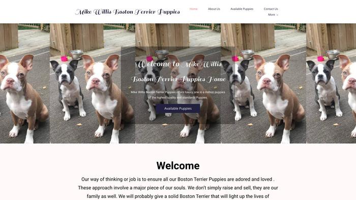 Mikewillisbostonterrierpuppies.com - Boston Terrier Puppy Scam Review