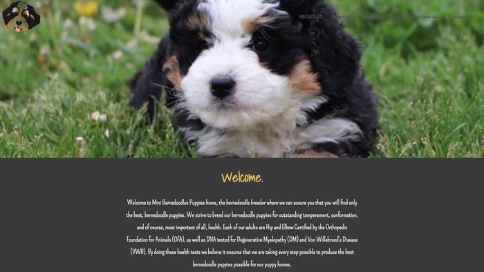 Minibernedoodlepuppieshome.com - Bernedoodle Puppy Scam Review