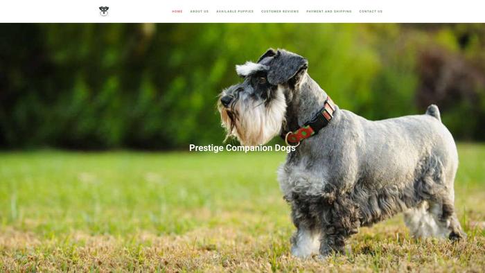 Oustandingminischnauzerhome.com - Schnauzer Puppy Scam Review