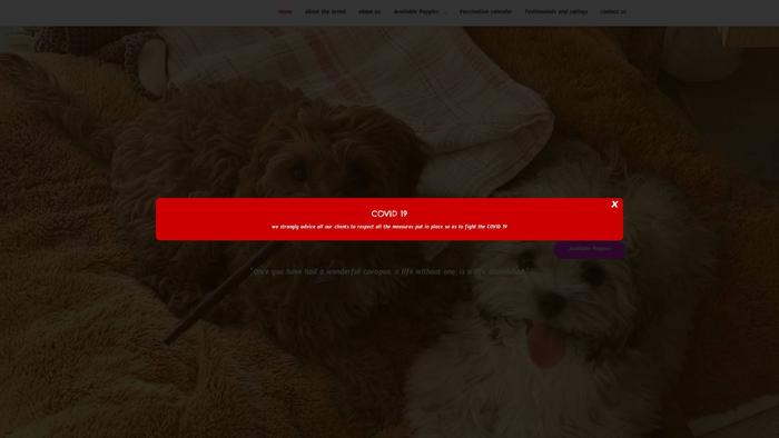 Perkinscavapoofamily.site - Cavapoo Puppy Scam Review