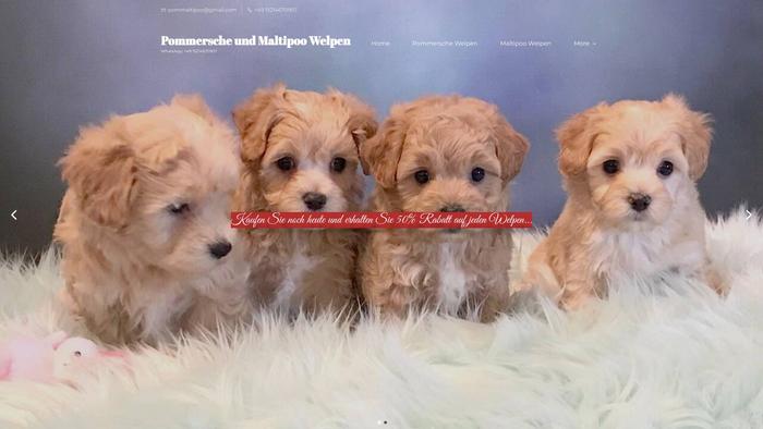 Pommaltipoohause.com - Maltipoo Puppy Scam Review