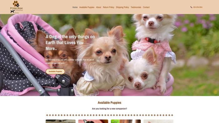 Primerosechihuahuahome.online - Chihuahua Puppy Scam Review