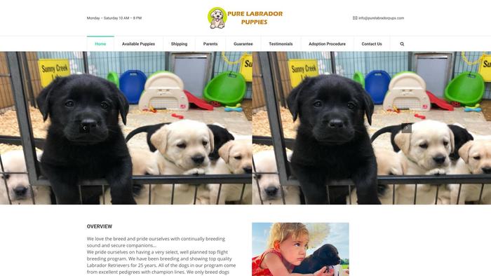 Purelabradorpups.com - Labrador Puppy Scam Review