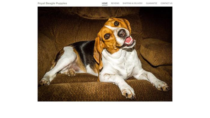 Royalbeaglepups.com - Beagle Puppy Scam Review