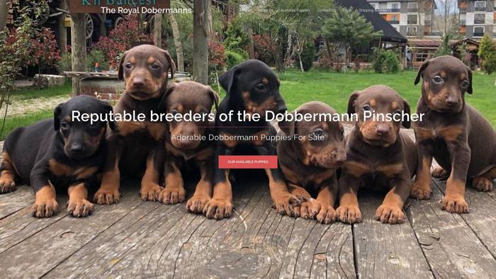 Royaldobermann.com - Doberman Pinscher Puppy Scam Review