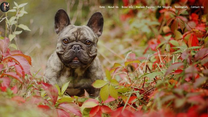 Sarafrenchbulldogpuppies.com - French Bulldog Puppy Scam Review