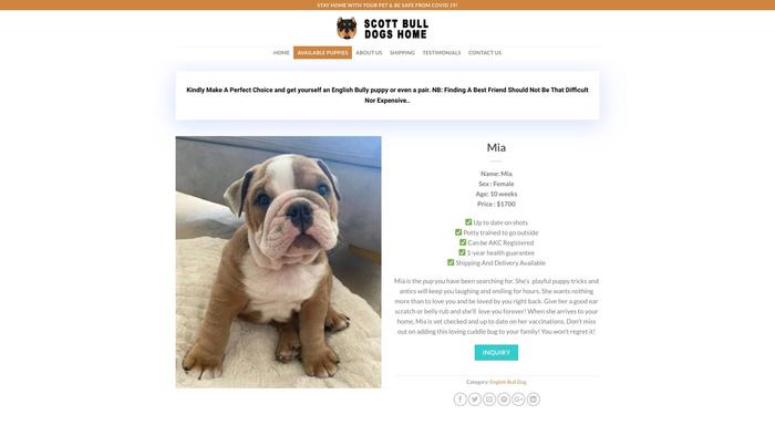 Scottbulldogshome.com - Bulldog Puppy Scam Review