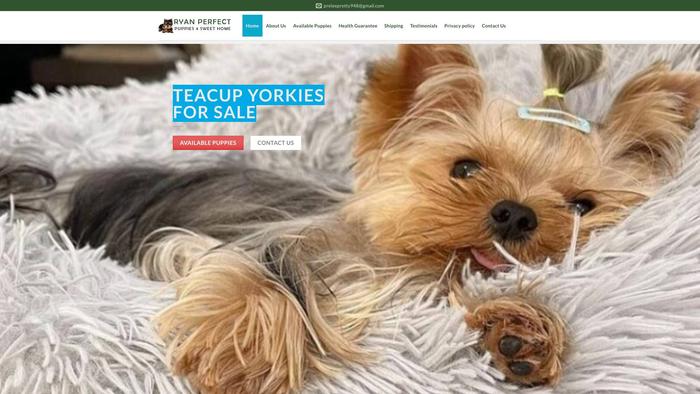 Sirriyorkiepups4home.com - Yorkshire Terrier Puppy Scam Review