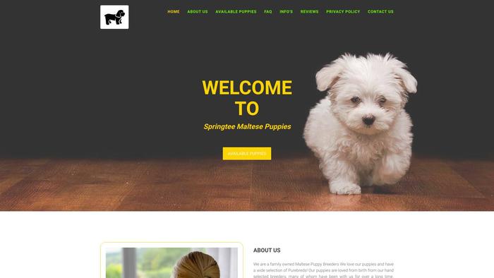 Springteemaltes.com - Maltese Puppy Scam Review